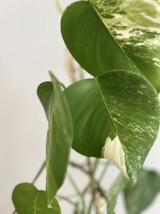 Monstera variegata wybarwiona, 2 sadzonki