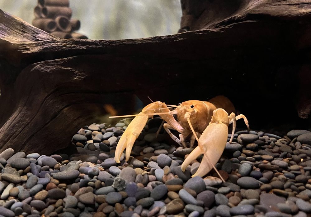Rak Cherax Holthuisi/rak morelowy/Apricot młode okazy