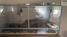 Terrarium dla gekona /agamy