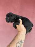Buldogue Frances Menino