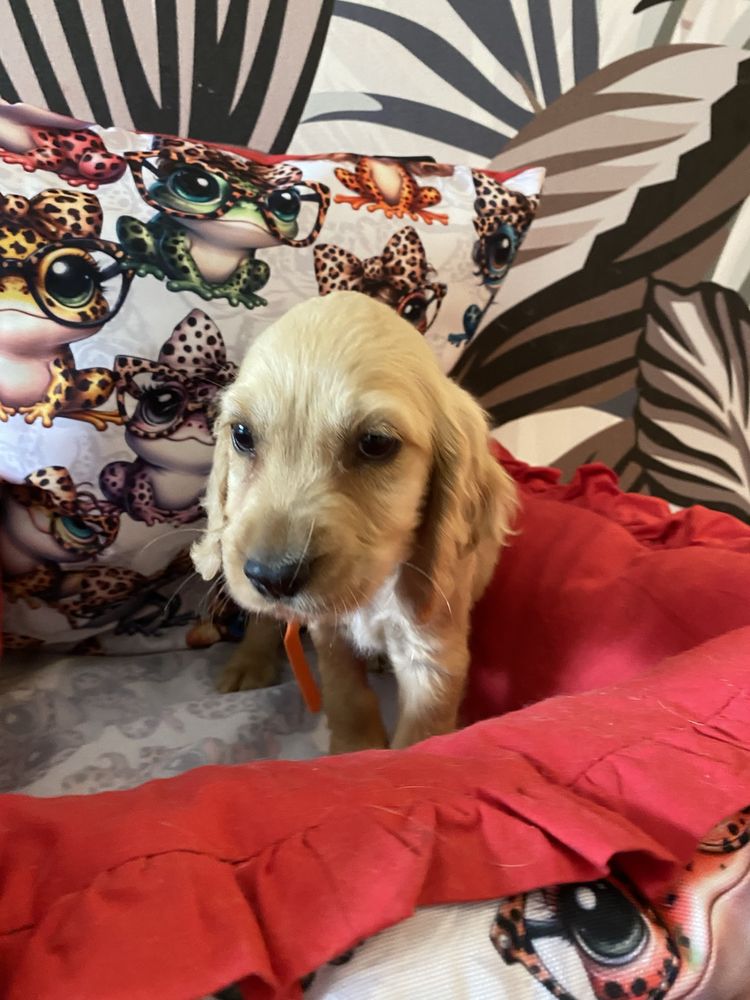 Piesek cocker spaniel angielski KC
