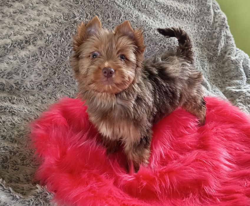 Piesek Choco Merle Yorkshire Terrier - czekoladowy - niebieskie oczy