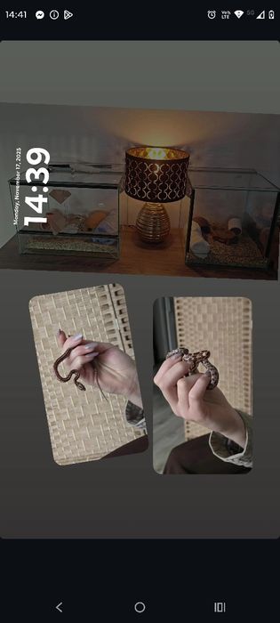 Węże zbożowe  młode