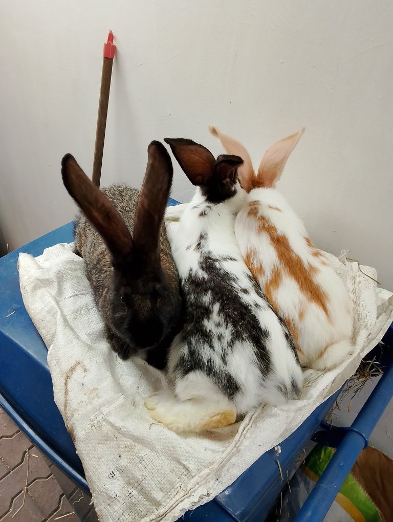 Olbrzym Belgijski & Olbrzym Srokacz