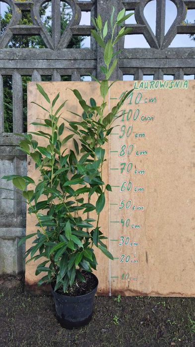 JESIENNA PROMOCJA Laurowiśnia Caucascia 100-120 cm w donicy 5 litrowej