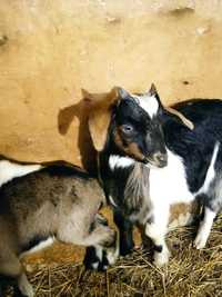 Козенята і кози молочних порід
