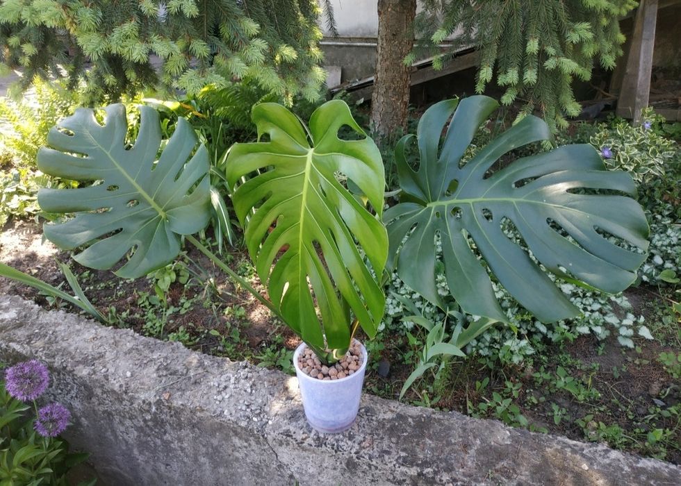 Монстера Деликатесная