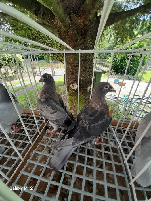 Gołębie pocztowe opal tygrys rubella almond pencil gimpel