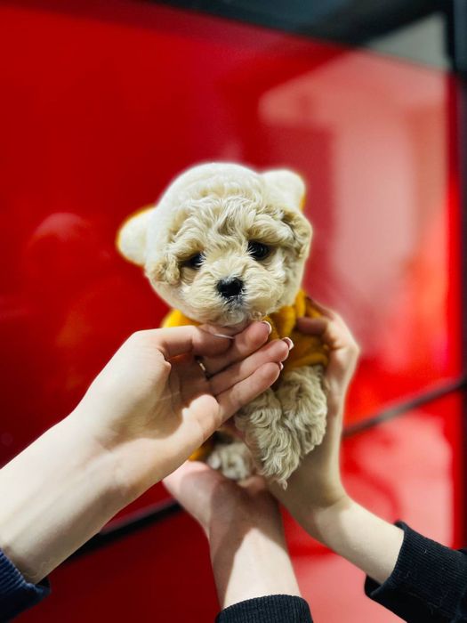 Маленький мишутка Мальтипу