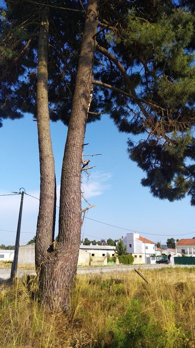 Ofereço madeira de pinho 4 toneladas a madeireiro