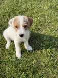 Gotowy do odbioru Parson Russell Terrier samiec