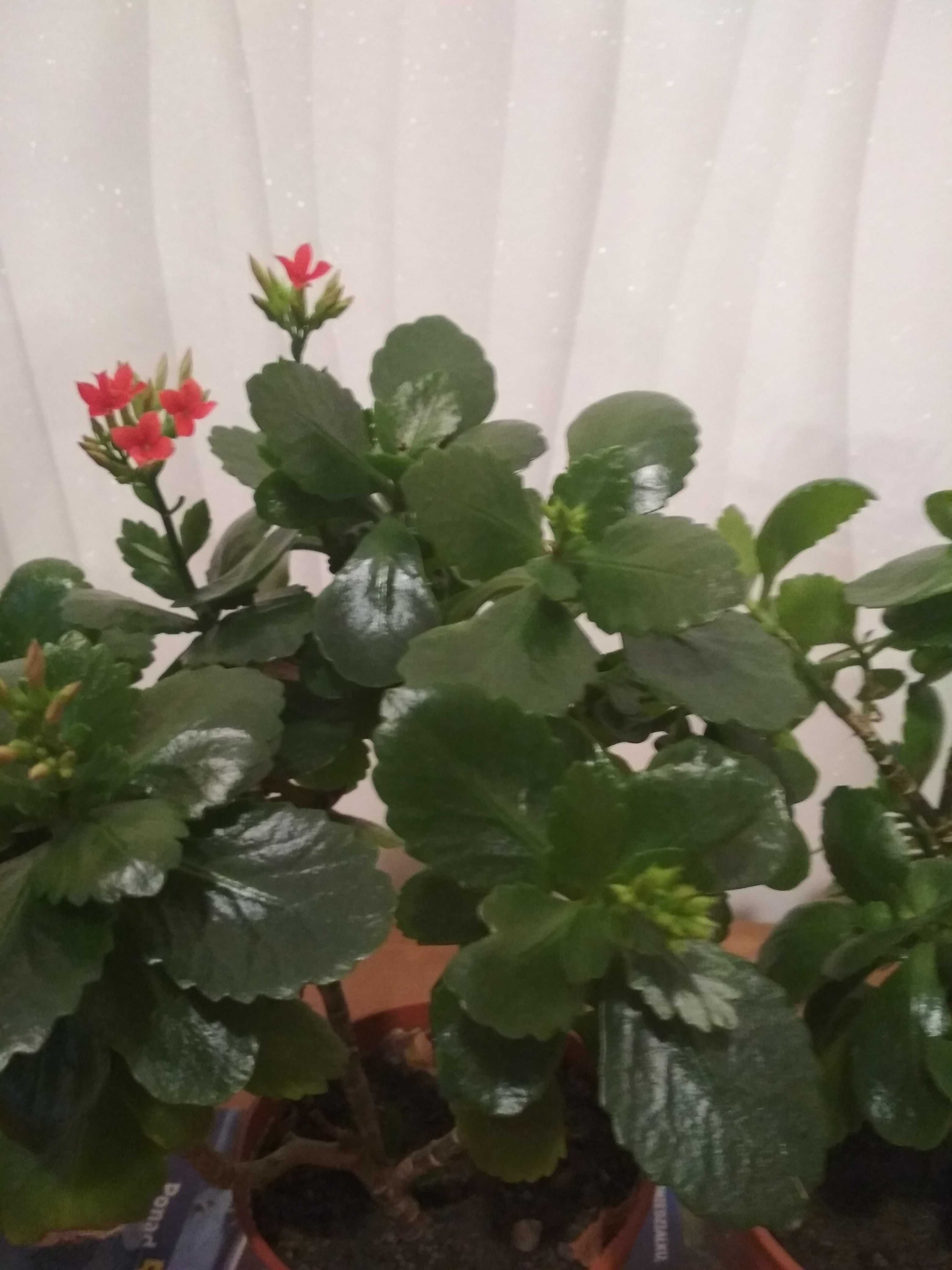 Kwiatek Kalanchoe Blossfelda czerwone kwiaty