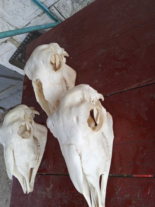 Продам різні черепа тварин