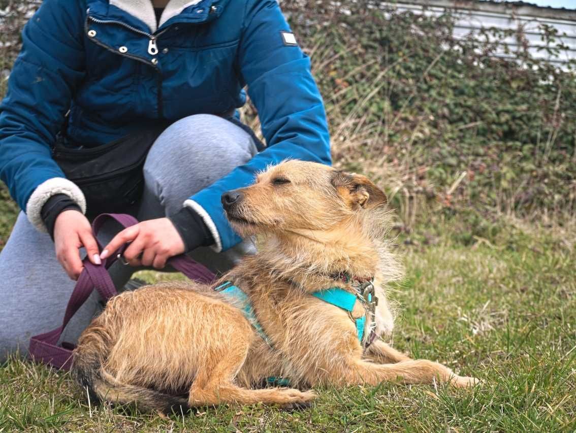Pankracy - ciekawski, spokojny psiak do adopcji.