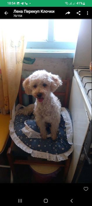 Девочка пудель 3 года