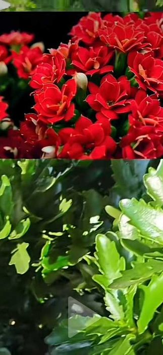 Каланхое комнатный цветок в стакане 250 грамм