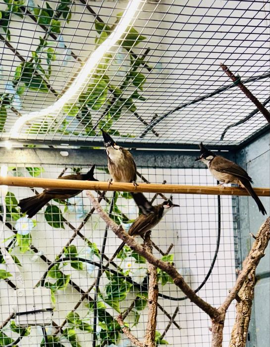 Casal de Bull Bull reprodutor