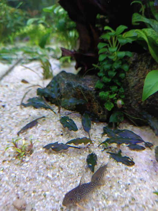Bardzo ciekawa odmiana Cryptocoryne