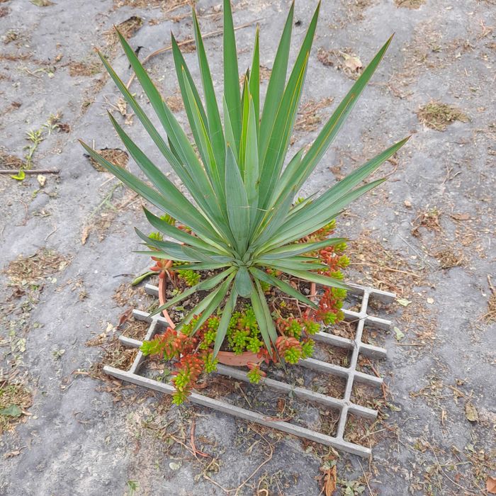 Yucca filamentosa