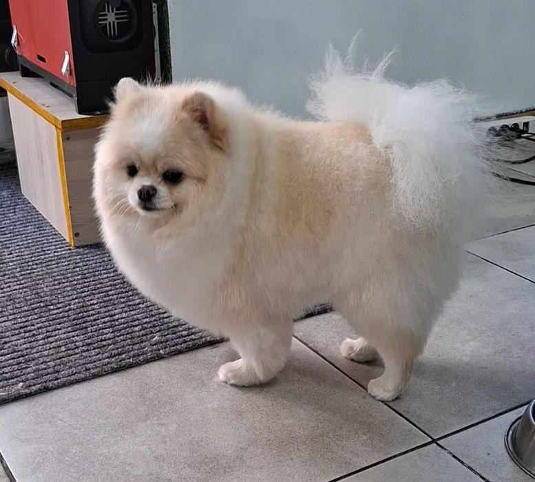 Грумінг домашніх тварин