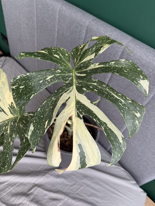 Monstera Thai Constellation