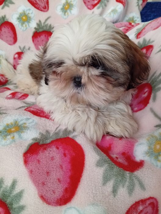 Shih tzu  sunia  śliczna