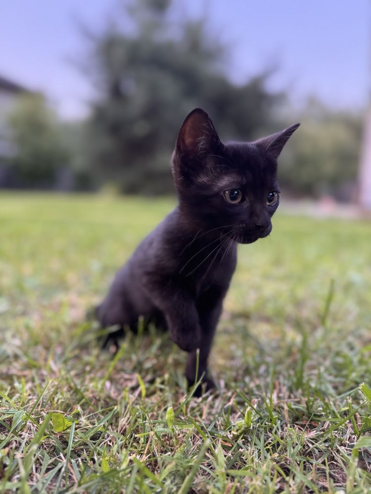 Кошеня 2.5 місяці хлопчик