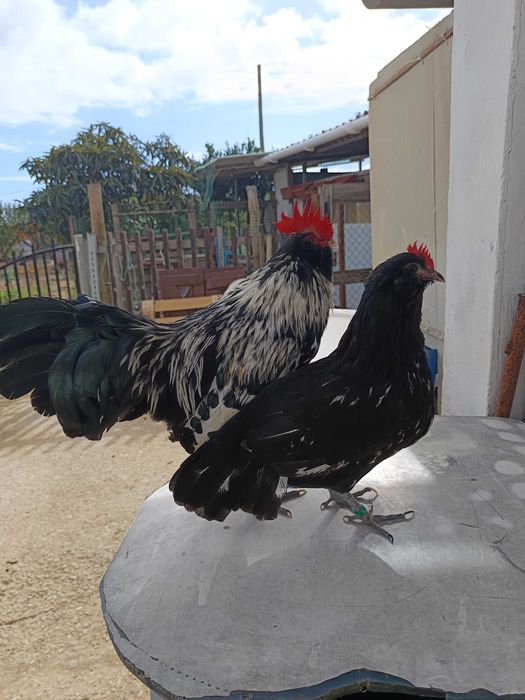 Casais de Barbudas da Thuringia