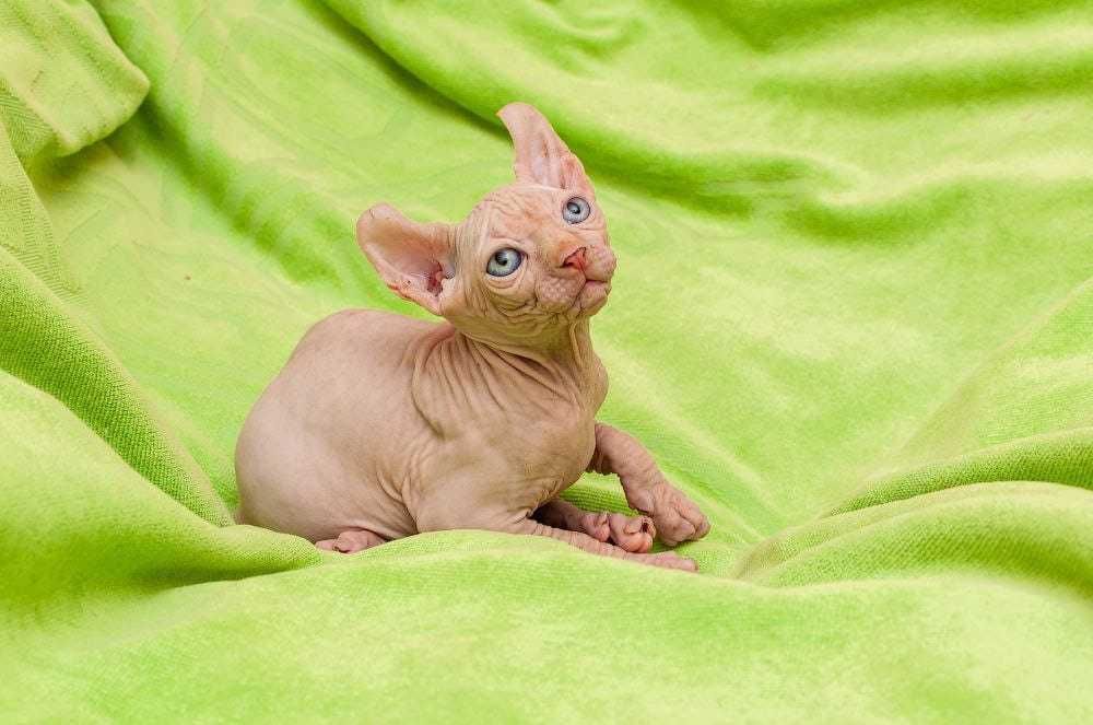 Кошенята канадський сфінкс