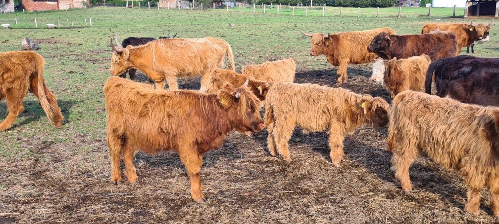 Highland bydło szkockie