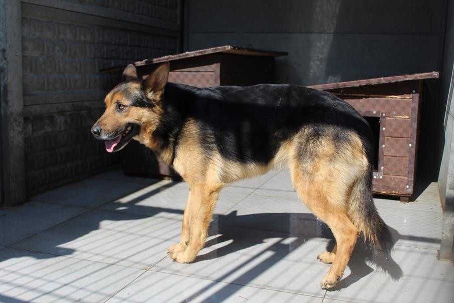 583490 Bruno do adopcji