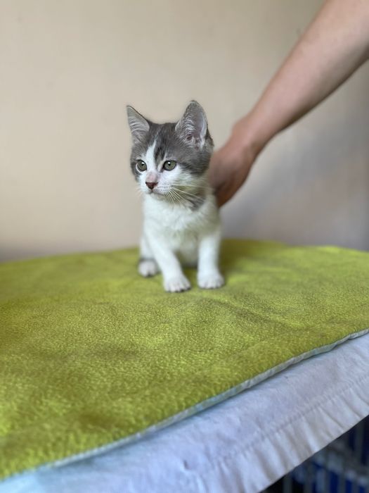 Котята котики отдам  котенок мальчик