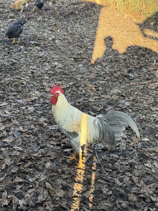 Kogut włoszki lawendowej