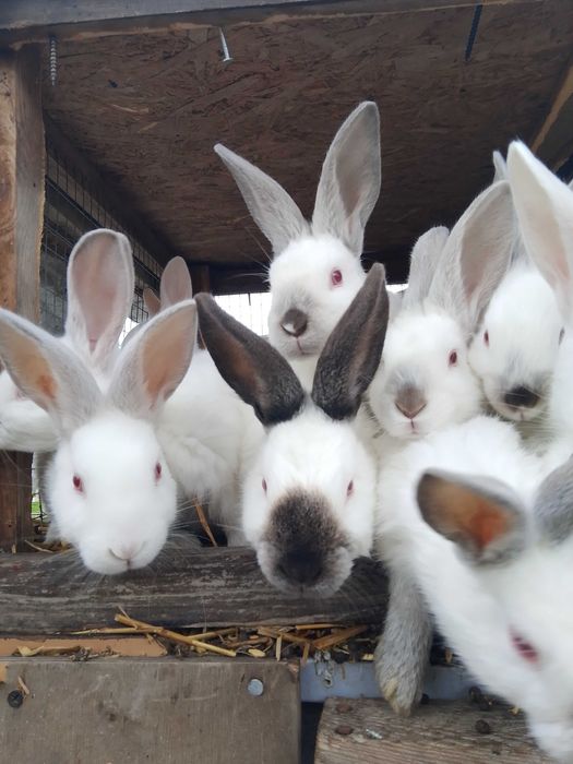 Sprzedam króliki