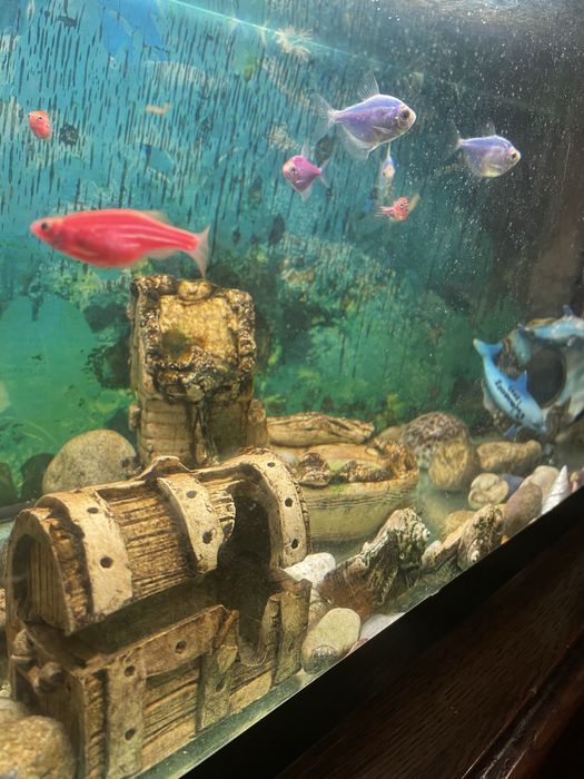 Акваріум нашого дому