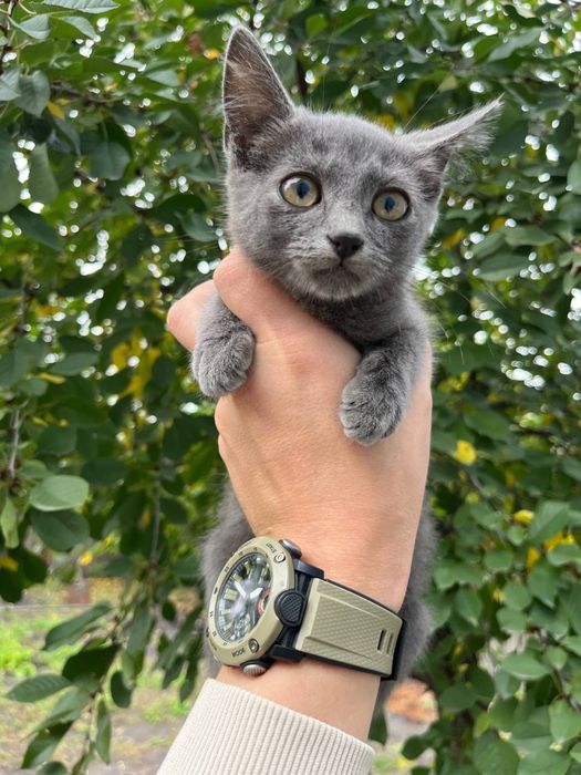 Сірий хлопчик в добрі руки