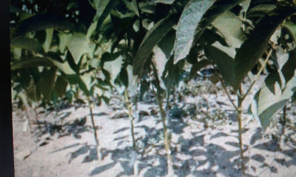 Саженци калины крупноплодной, грецкого ореха , и др