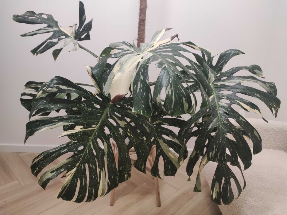 Monstera Thai Big Form