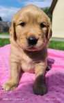 Złoty Chłopczyk Golden Retriever