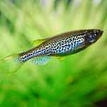 Danio leopardo e falso neon chines