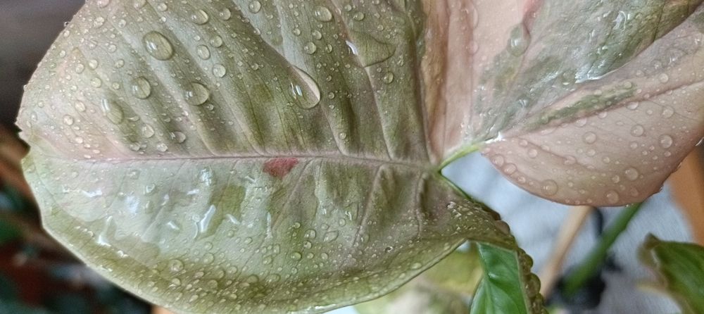 Syngonium Pink Doble Marble variegata
