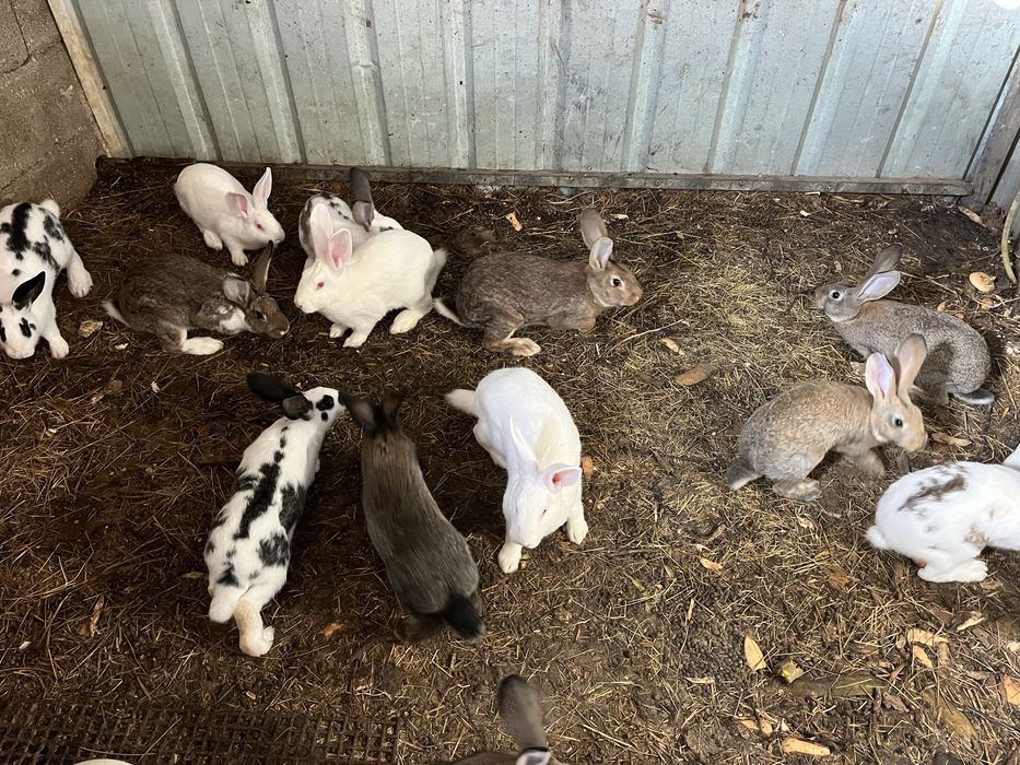 Vende coelhos caseiros