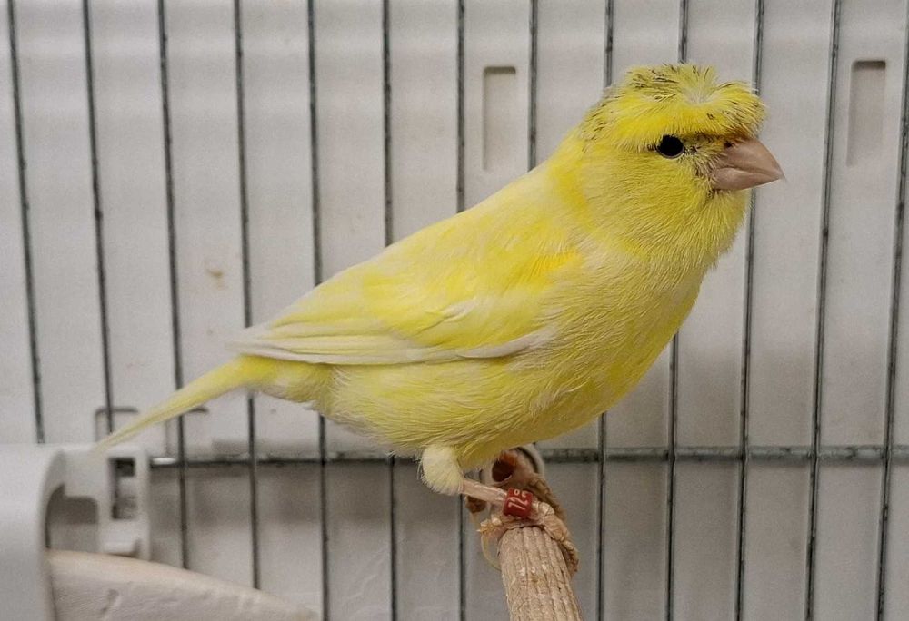 Samiec kanarek rasy Koroniak Niemiecki