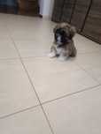 Shih Tzu szczeniaczek