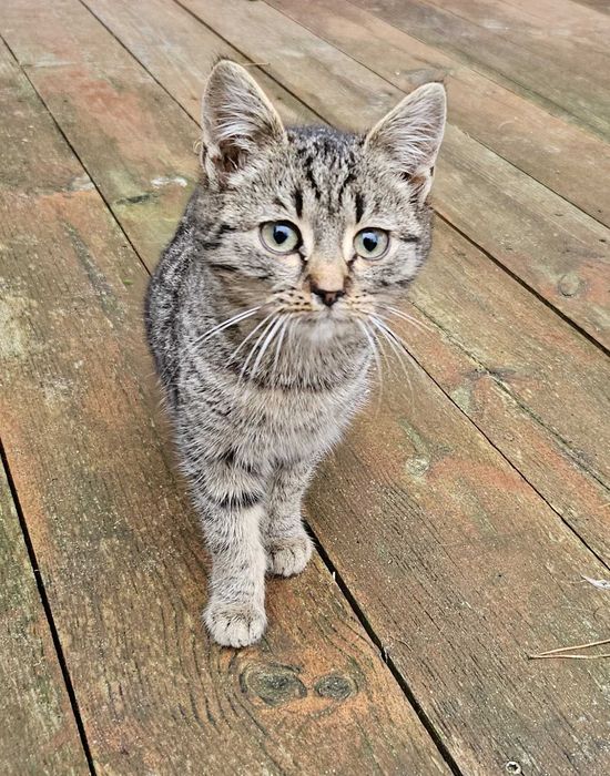 Trzy 4-miesięczne kotki szukają domu