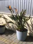 flor estrelicia grande