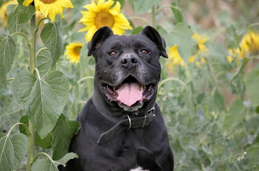 TYSON w typie cane corso do adopcji