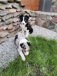 Piesek czarno biały Border Collie