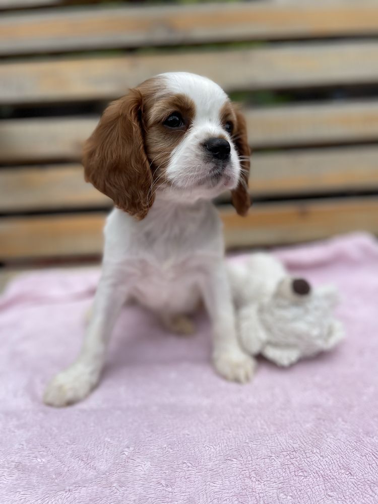 Cavalier king charles spaniel sunia bh