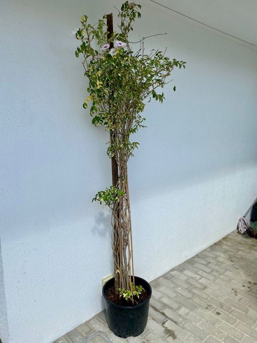 Trepadeira de arco Pandorea